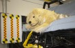 Subaru funds additional pet-focused crash testing