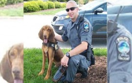 Georgia police dog dies after being left in handler's hot patrol car