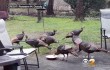 Gang of wild turkeys trap NJ mailman in his truck