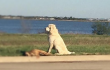 Dog stands guard over canine buddy hit by car