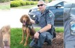 Georgia police dog dies after being left in handler's hot patrol car