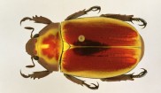 Scarab Scarab